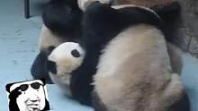 #大熊猫梅兰肉肉 左一拳右一拳，最后打完立马就走开#大熊猫 #搞笑