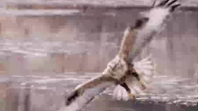 老鹰盘旋发现老鼠，俯冲捕食后，直接活呑老鼠