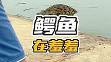 鳄鱼在为爱鼓掌呵呵哈哈哈#谢#鳄鱼 #鳄鱼养殖场