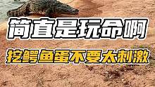 太刺激了！#谢#鳄鱼 #鳄鱼养殖场 #挖鳄鱼蛋