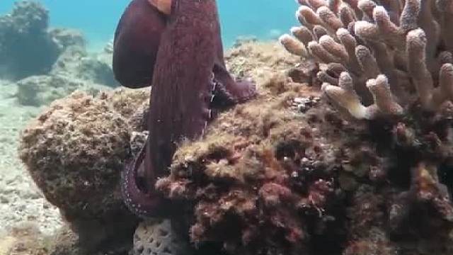 为什么说章鱼是外星生物？