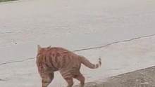 猫咪弓着身子侧身走，被主人一声笑吓一跳 