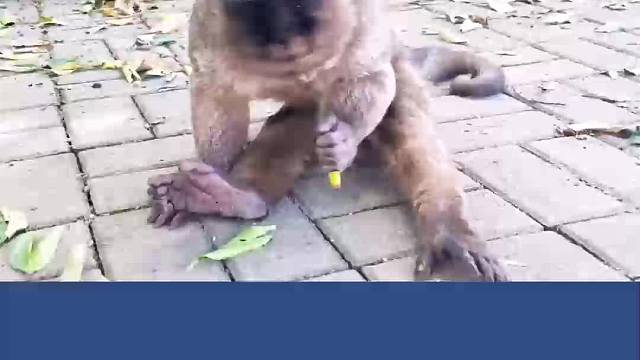 猴子很聪明，但也有例外