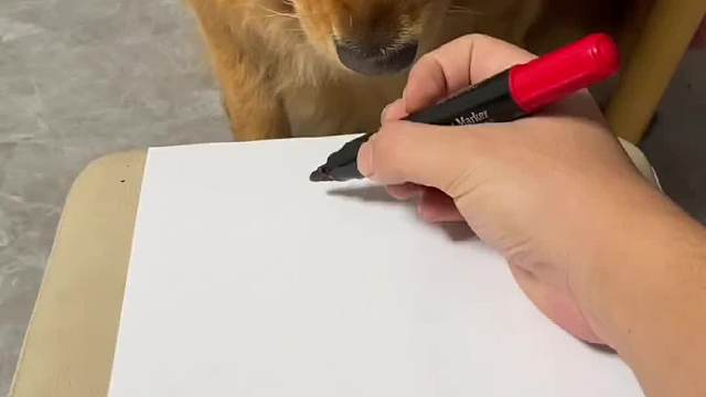 这就是上过学的狗子吧