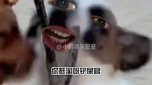 铲屎官，你养不起我们就别养了