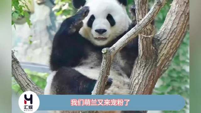 还有谁比我们萌兰更懂宠粉！