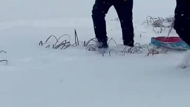 抖塔河冰下拽鱼收获满满