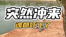 吓死宝宝了！#谢#鳄鱼 #鳄鱼养殖场