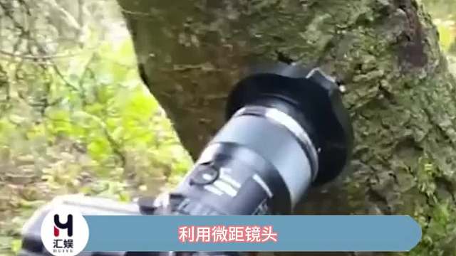 利用微距镜头，网友记录下了森林中许多迷你野生蘑菇。