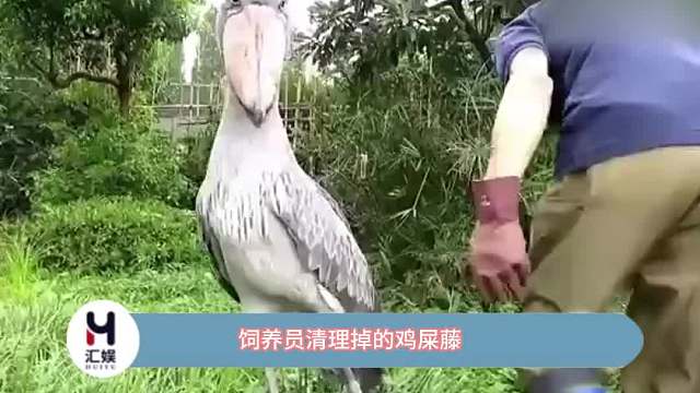 饲养员清理掉的鸡屎藤，鲸头鹳还以为是啥好吃的