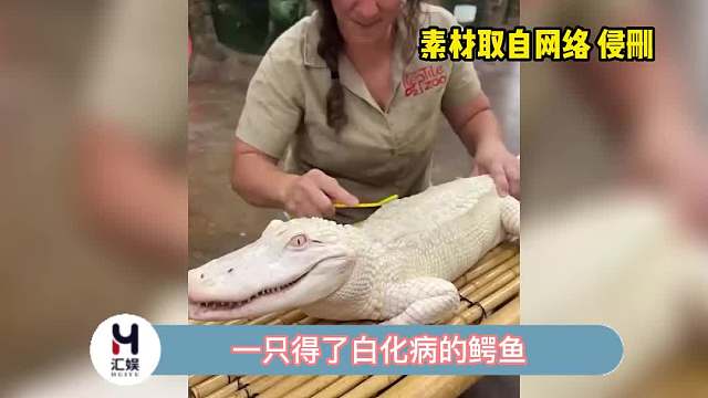 小鳄鱼看起来好开心呀，一定很舒服吧！