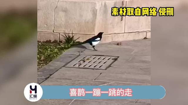 小喜鹊是有什么开心的事情呀！