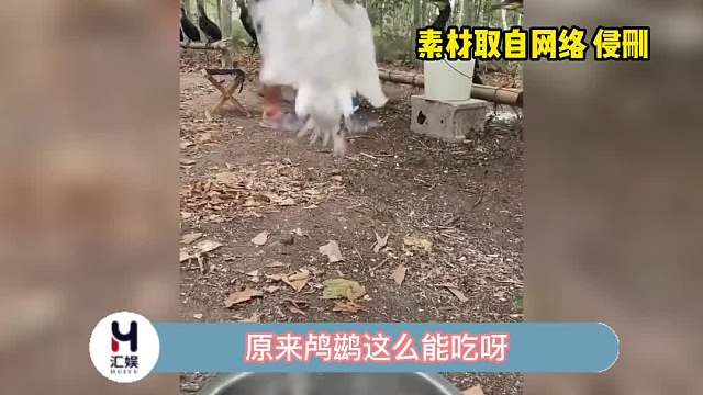它真的不需要喝口水缓一下吗？#原来鸬鹚这么能吃
