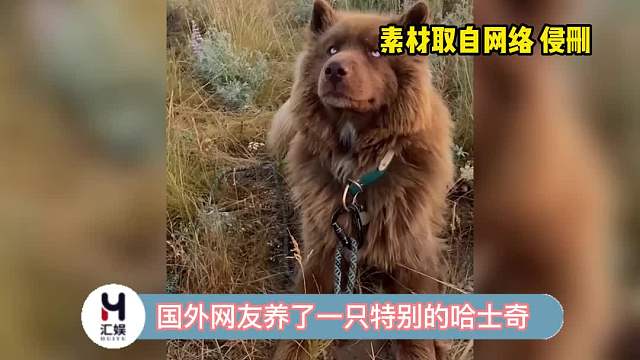 要不是看到这智慧的眼神，真的要怀疑它是不是哈士奇了！