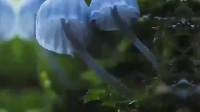 微距镜头下的蘑菇，是每一张都可以做壁纸的程度，真的好好看啊！