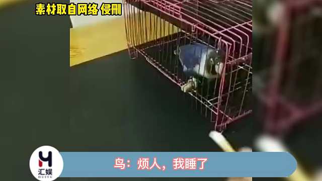 鸟:烦人，我睡了，别使唤我了