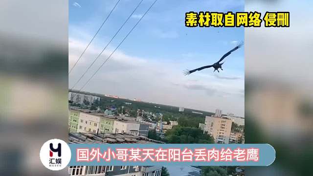 空中精准接肉的老鹰 ，这动态视力和反应也太厉害了吧！