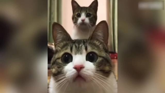 萌宠优雅，实在是太优雅了