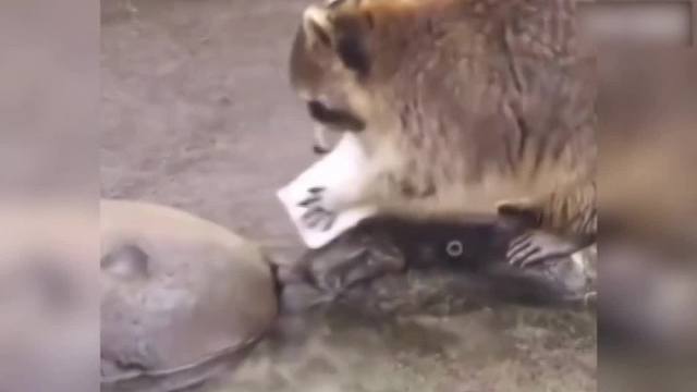 宠物的搞笑行为下一秒我受不了了