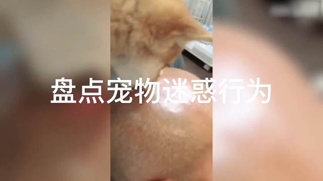 宠物迷惑行为大合集不笑算我输