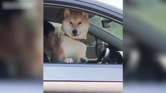 笑死了受不了了搞笑萌宠