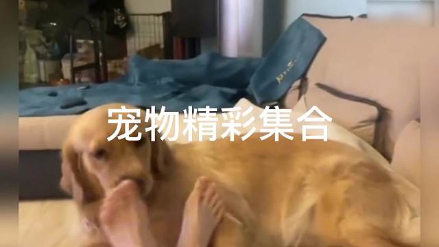 关于我的铲屎官比我狗这件事