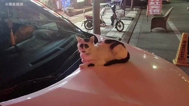 盘点那些长相潦草的动物