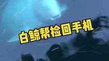 手机不小心掉进海里，白鲸竟然帮忙把手机捡回来#白鲸 #海洋生物 #保护海洋动物