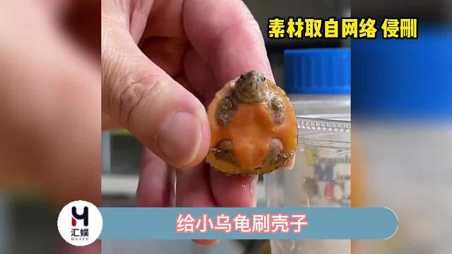 小乌龟这么怕痒的吗？