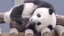 大熊猫：啊！像不像早上赖在床上不起来的你？