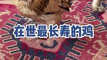 你敢信鸡中00后已经荣登在世最长寿鸡榜首！来自美国密歇根州的一只名叫花生（Peanut）的母鸡于20