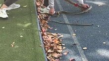 男生“艺高人胆大”，抓住闯进校园的蛇，赢得周围同学的阵阵惊叹