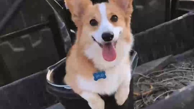 柯基的基因强大到无法想象，最后一个你肯定不认识