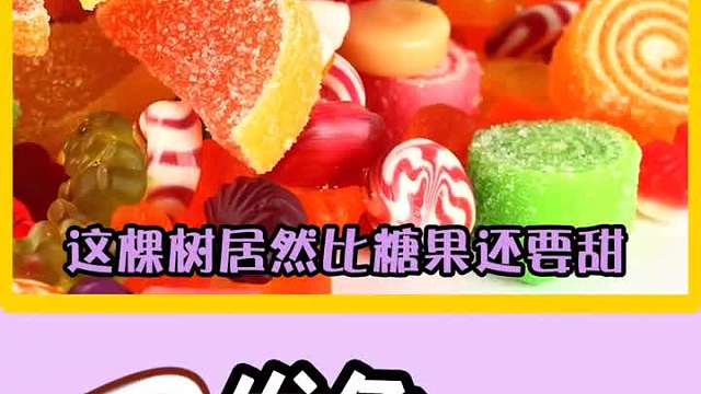 这三种树真的很神奇了，比糖果还要甜，万一没长大就被吃掉怎么办