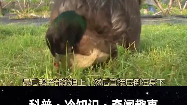 当鸭子爱上母鸡是怎样的风景，母鸡被鸭子穷追不舍！