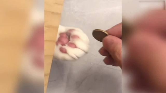 没有感情，全是技巧猫不易