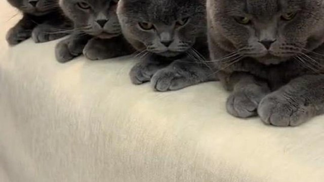 遇上铲屎官后狗子是真服气，狗子想问铲屎官你礼貌吗，你真是霸汪