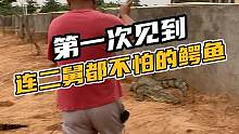 第一次见到连二舅都不怕的鳄鱼#鳄珍 #鳄鱼