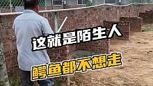 这就是陌生人，鳄鱼都不想动。#鳄珍 #鳄鱼