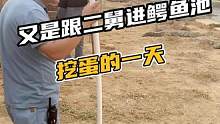 又是跟二舅进鳄鱼池挖蛋的一天#鳄珍 #鳄鱼