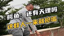 鳄鱼：还有天理吗，这群人以上来就抢我蛋。#鳄珍 #鳄鱼