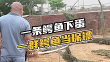 一条鳄鱼下蛋一群鳄鱼当保镖#鳄珍 #鳄鱼