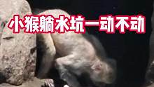 小猴子躺水坑里一动不动，大猴子不停揉搓小猴，网友：大猴最后的一吻让人动容！#动物母爱 #善待动物关爱