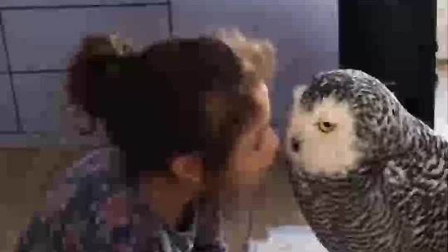 猫头鹰为报恩，强把死老鼠往主人嘴里塞时