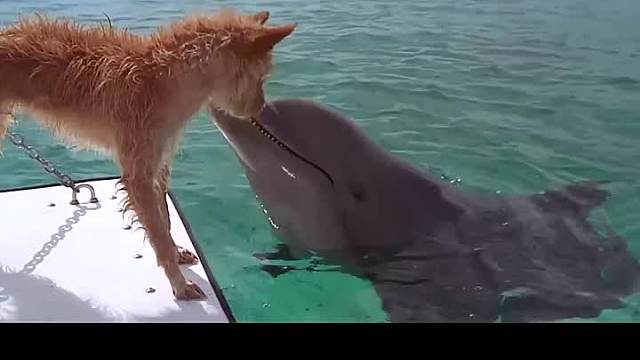 保护动物  万物有灵 狗狗和海豚谈恋爱了