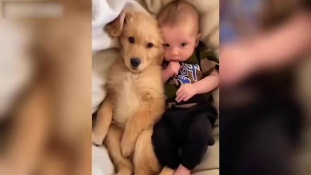 很和谐的画面萌宠迷惑行为