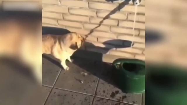 动物迷之行为萌化了