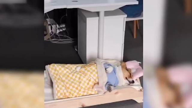 宠物能萌化你的心