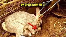 母爱伟大，野兔妈妈将自己的幼崽挖坑掩埋，真像让人为之动容#动物世界 #野生动物零距离 #野兔