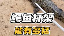 鳄鱼打架太狠了#谢#鳄鱼 #鳄鱼养殖场